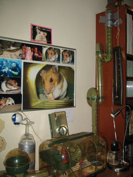 My hamster Lucy's big escape.