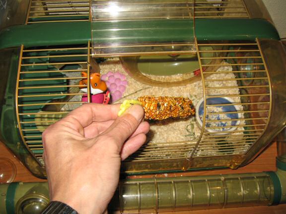 My hamster Lucy in her overly stuffed bedroom.