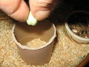 Constructing a puzzle for my hamster Lucy.