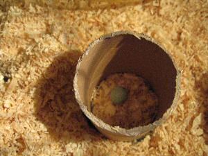 Constructing a puzzle for my hamster Lucy.