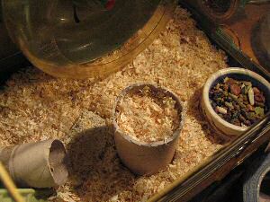 Constructing a puzzle for my hamster Lucy.