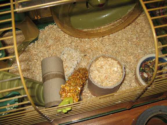 Constructing a puzzle for my hamster Lucy.