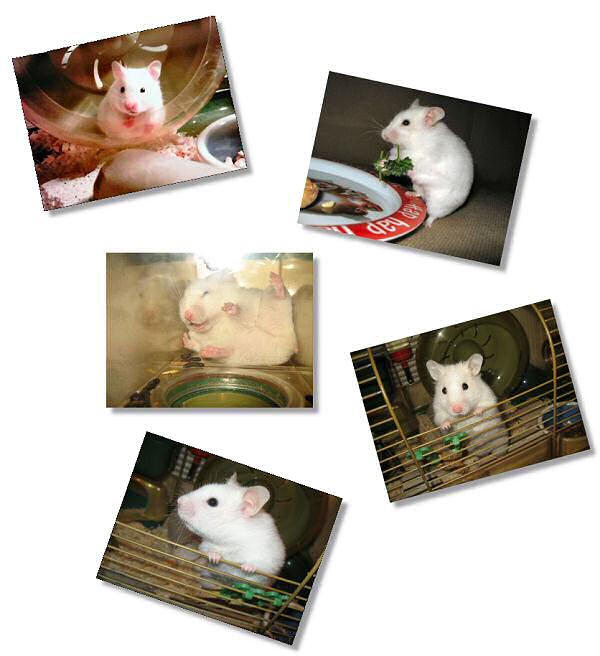 Collage of some Lucy pictures.