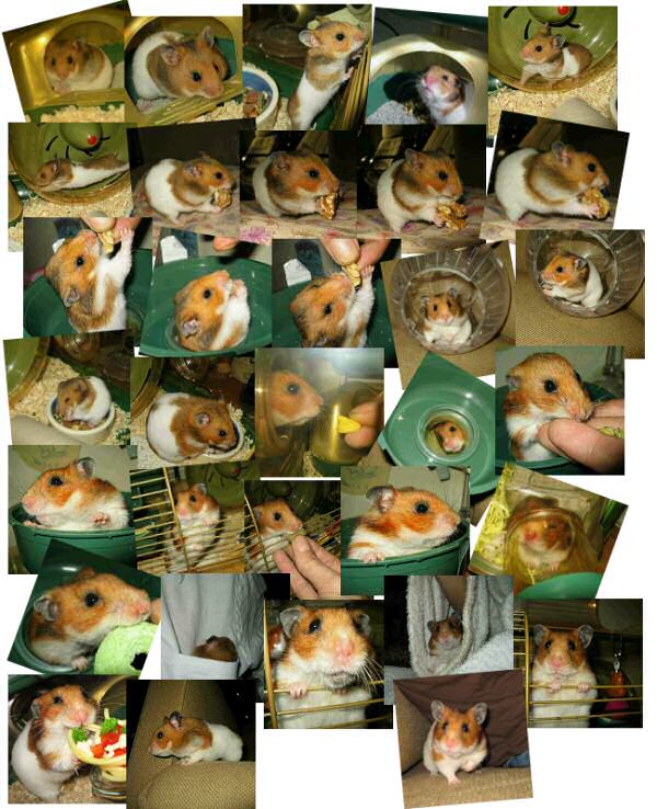 My first year with my hamster Lucy collage of 33 random photographs.
