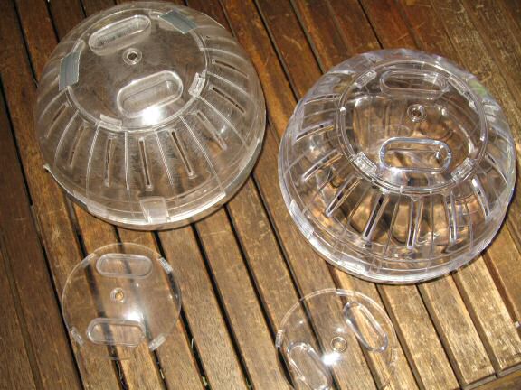 Spending day 700 with my hamster Lucy !!!