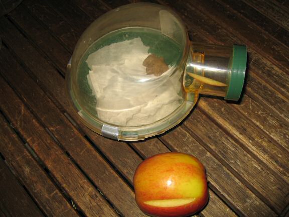 Spending day 700 with my hamster Lucy !!!