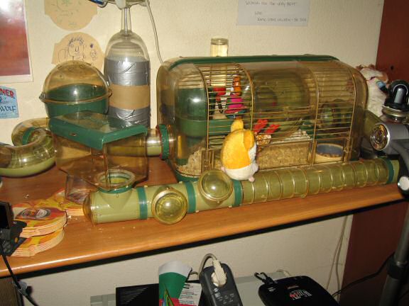 Excitement at 6:00 AM, by my hamster Lucy.