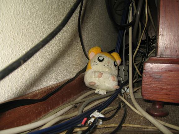 My (Houdini) hamster Lucy's third cage escape.