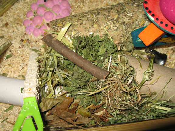 A special treat for my hamster Lucy.