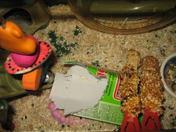 Serving my hamster Lucy a new TP-roll.