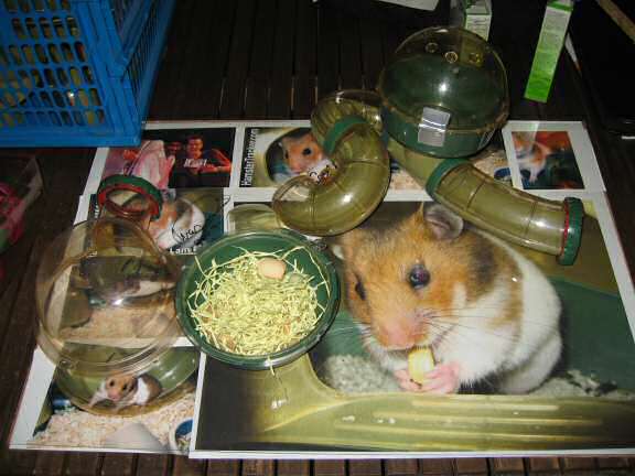 The design of Lucy's new bedroom.