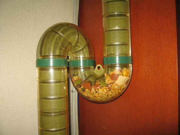 Thanks-for-Giving with my hamster Lucy.