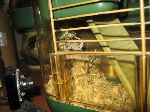 Getting to know my hamster Lucy better by the day...