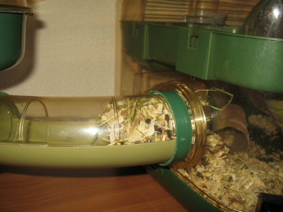 Getting to know my hamster Lucy better by the day...