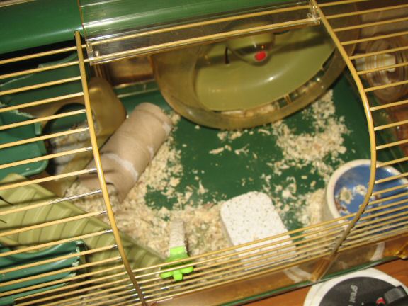 Getting to know my hamster Lucy better by the day...