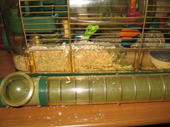 My hamster Lucy puzzles me ...