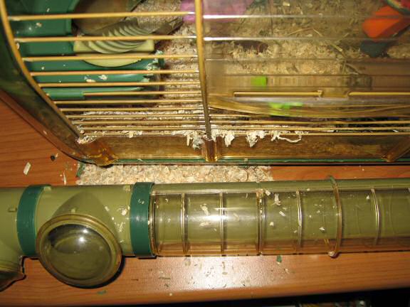 My hamster Lucy puzzles me ...