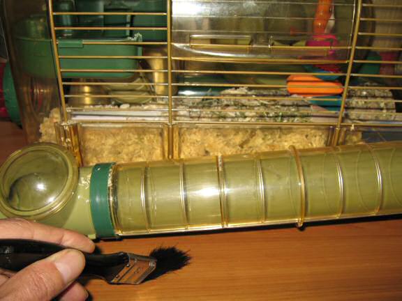 My hamster Lucy puzzles me ...