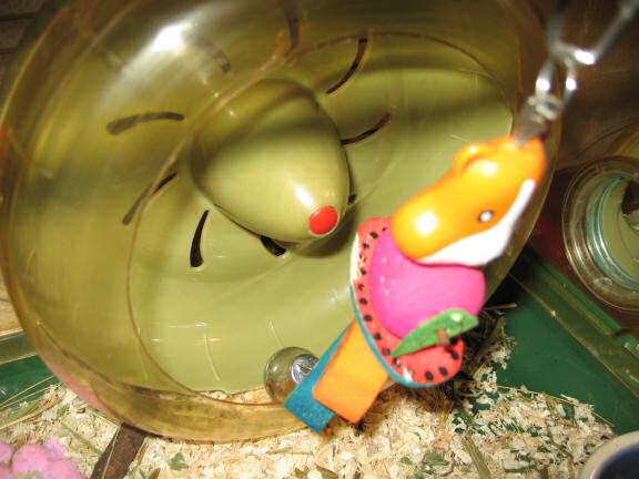 My hamster Lucy puzzles me ...