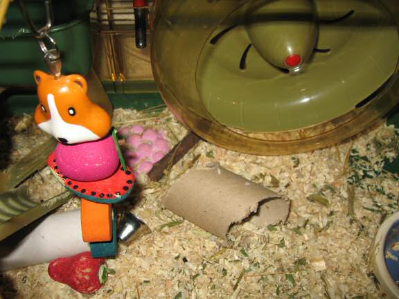 My hamster Lucy puzzles me ...