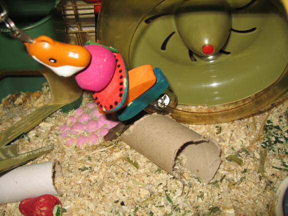 My hamster Lucy puzzles me ...