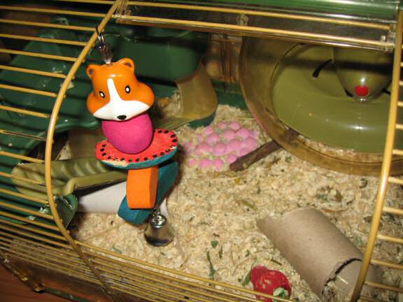 My hamster Lucy puzzles me ...