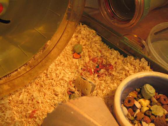 My hamster Lucy is still urinating some blood.