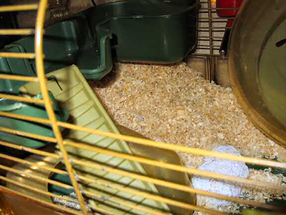 The disaster area my hamster Lucy caused in her cage.