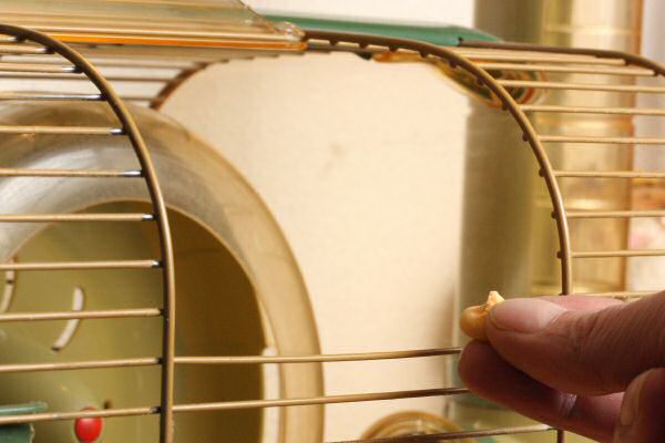 Treats for my hamster Lucy.