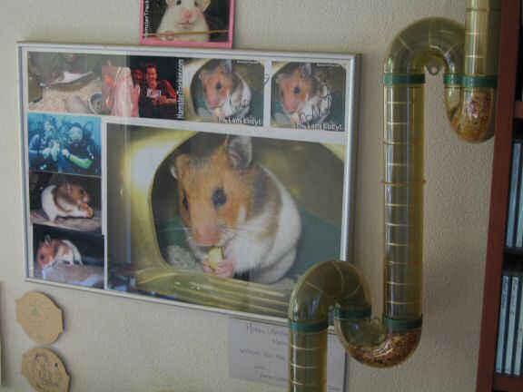 My hamster Lucy's climb to her Meditation room