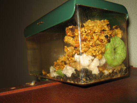 My hamster Lucy's Meditation room stuffed to tha max!