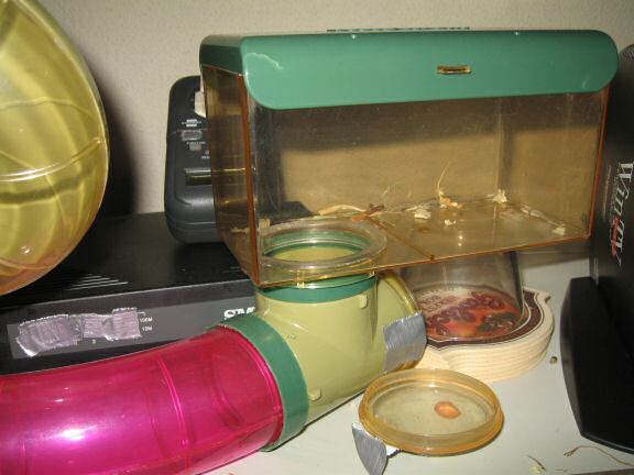 My discovery of my hamster Lucy's nightly adventures