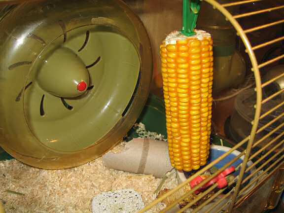 Picture of a huge corn for my hamster Lucy.