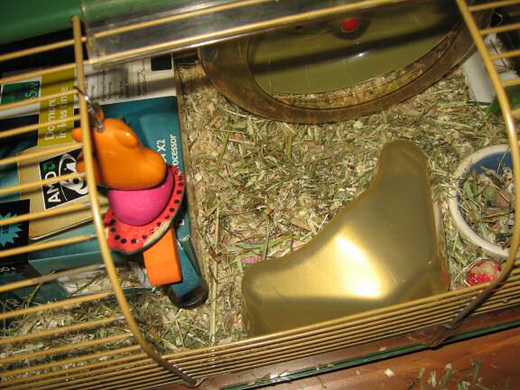 My hamster Lucy new bedroom ...