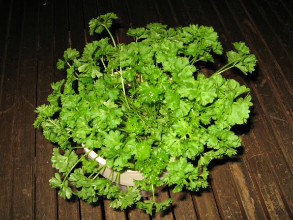 Parsley 'Flowers' for my hamster Lucy.