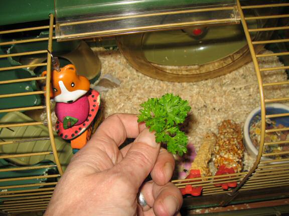Parsley 'Flowers' for my hamster Lucy.