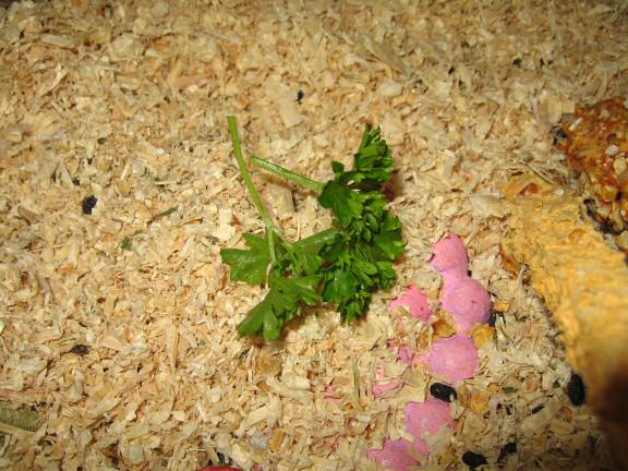 Parsley 'Flowers' for my hamster Lucy.