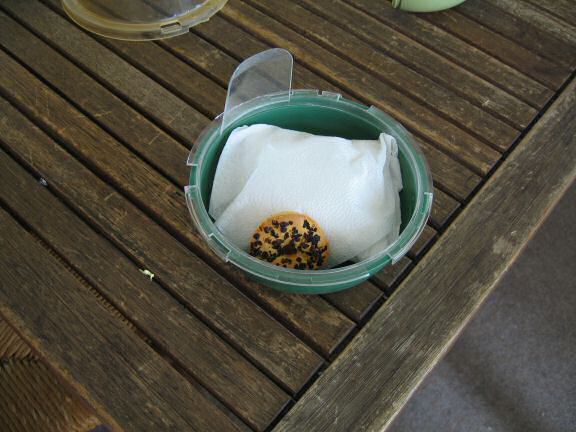 How To Make a Pillow for my hamster Lucy.