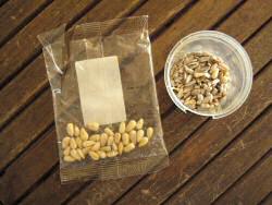 The current HamsterTracker(tm)-Pine-Seed situation.