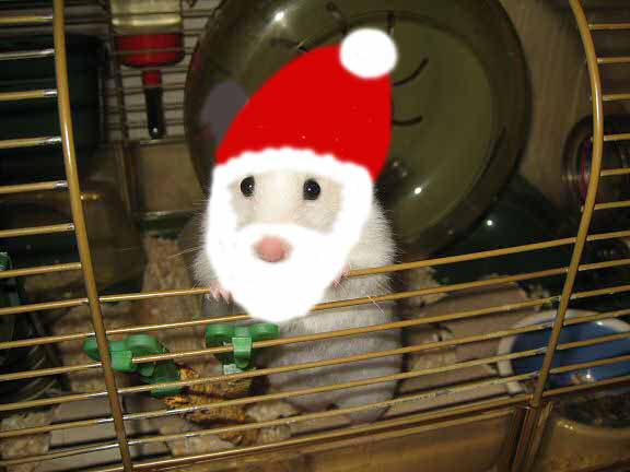My hamster Lucy, photoshopped to look like Santa!