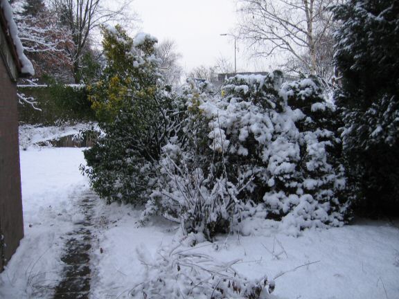 My hamster Lucy's X-mas spirit ...