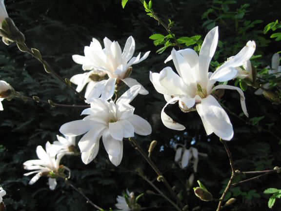 My hamster Lucy didn't notice, but we've experienced some major software troubles....