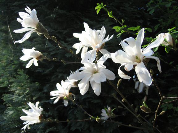 My hamster Lucy didn't notice, but we've experienced some major software troubles....