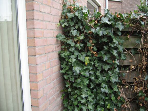 Squatters at the HamsterTracker(tm) headquarters backyard.