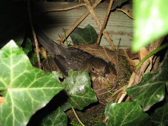 Squatters at the HamsterTracker(tm) headquarters backyard.