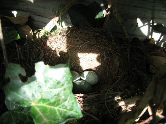 Squatters at the HamsterTracker(tm) headquarters backyard.
