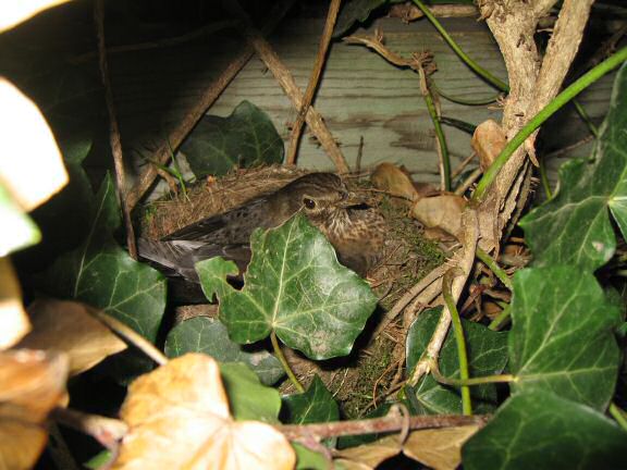 Squatters at HamsterTracker(tm); the Blackbird family.