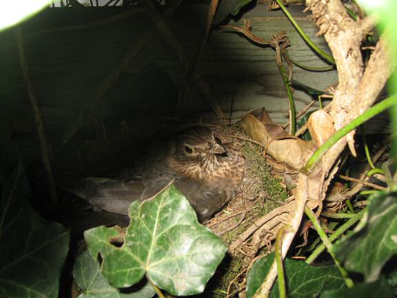 Squatters at HamsterTracker(tm); the Blackbird family.