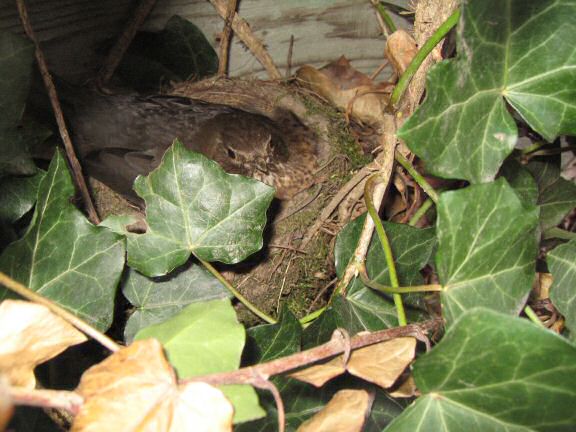 Squatters at HamsterTracker(tm); the Blackbird family.
