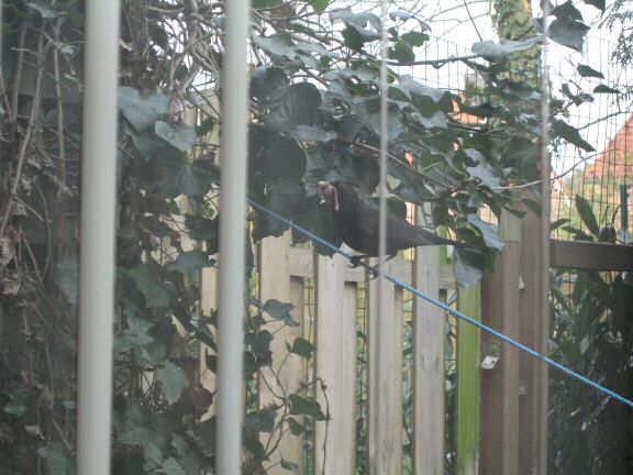 Squatters at HamsterTracker(tm); the Blackbird family.